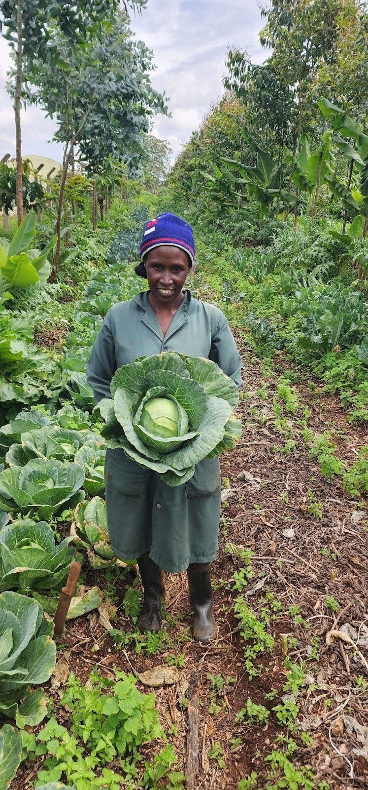 Harvesting Gloria cabbage in the Upanuzi fields