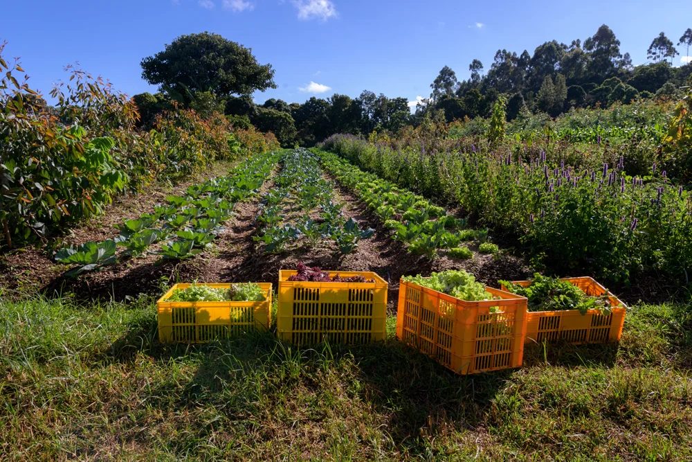 Harvest crates in the field at first light