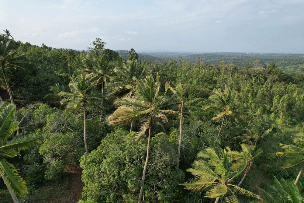 Coastal rainforest canopy at Shimba Hills