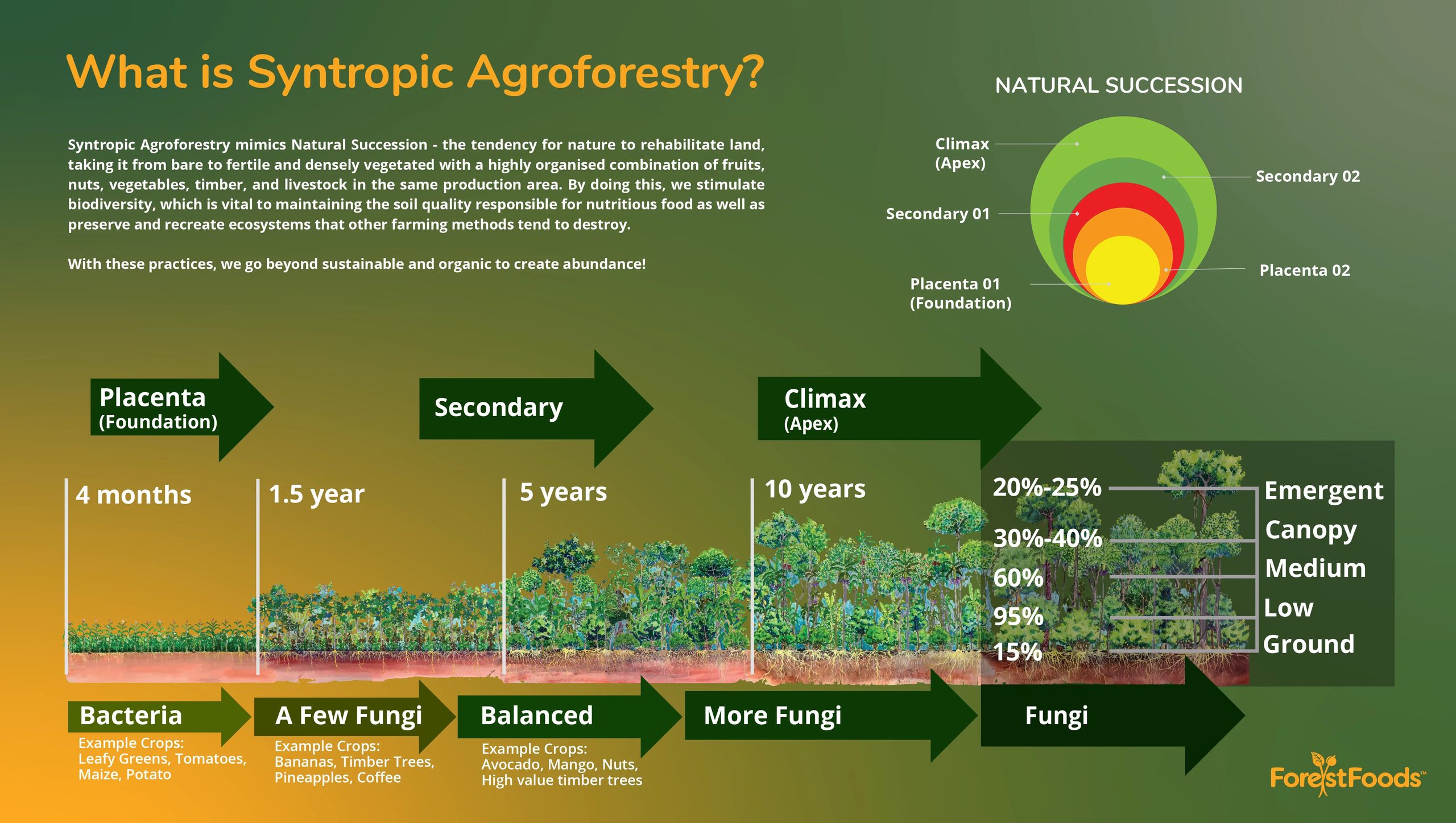 What is syntropic agroforestry — succession explained