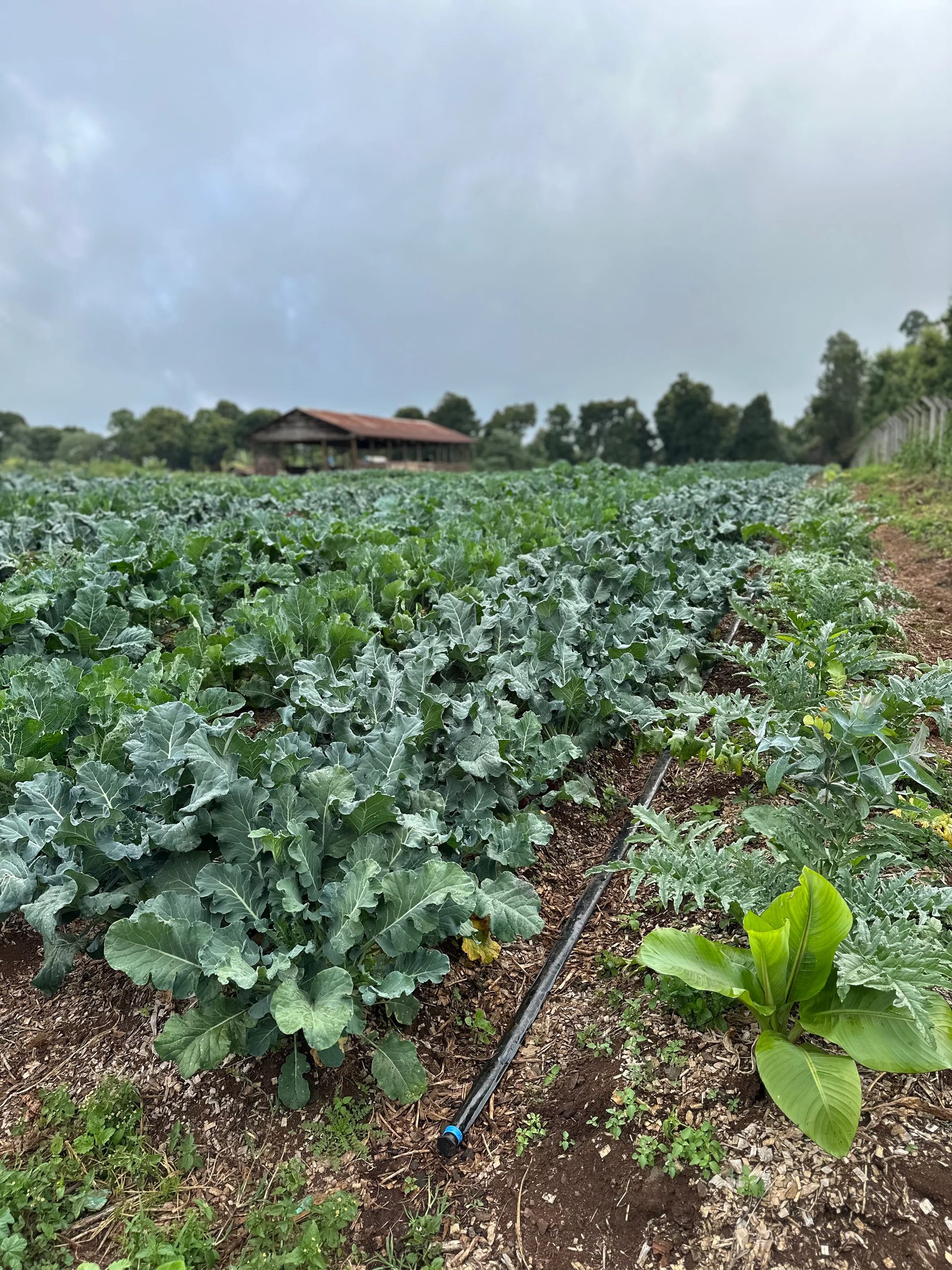 Upanuzi field brassicas