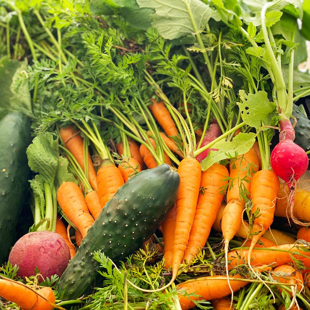 Just-harvested organic vegetables